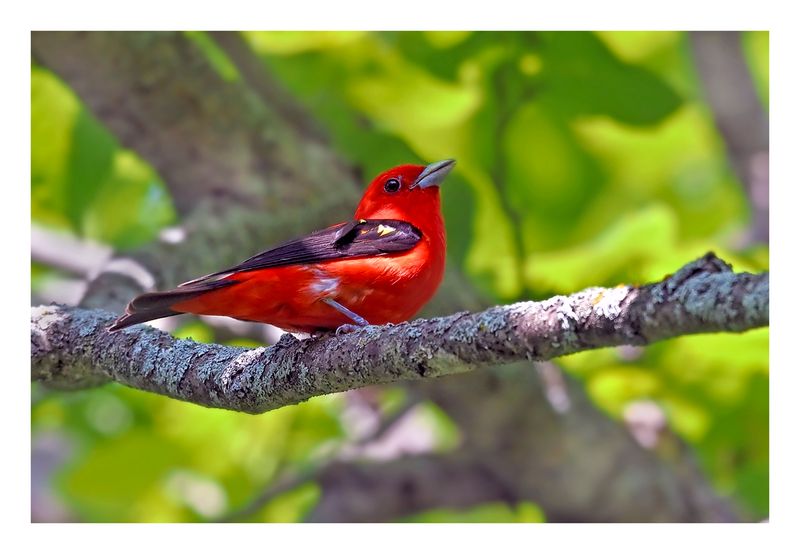 Scarlet Tanager