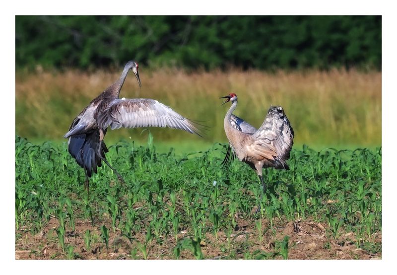 Sandhill Crane