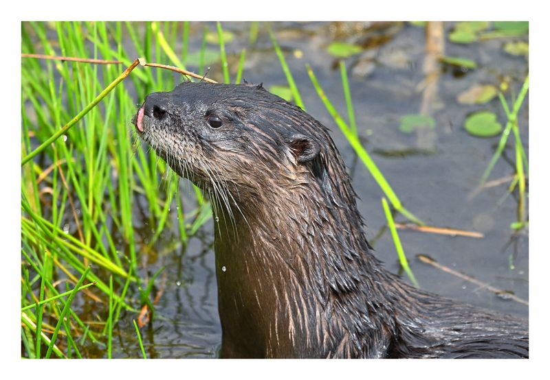 River Otter