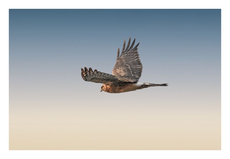 Northern Harrier