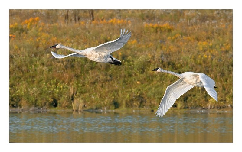Trumpeter Swan