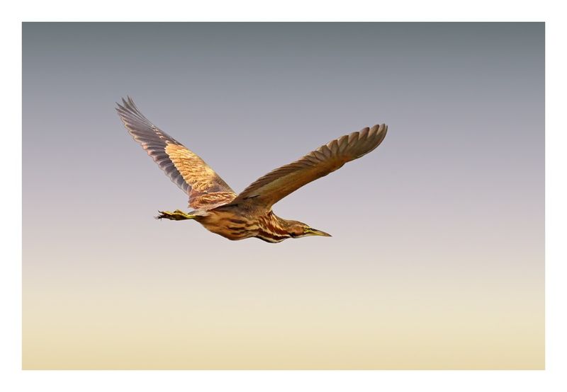 American Bittern