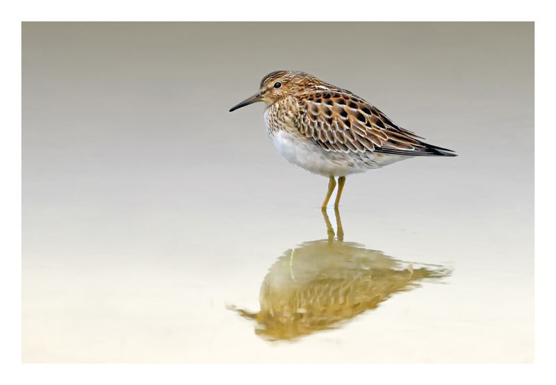 Pectoral Sandpiper