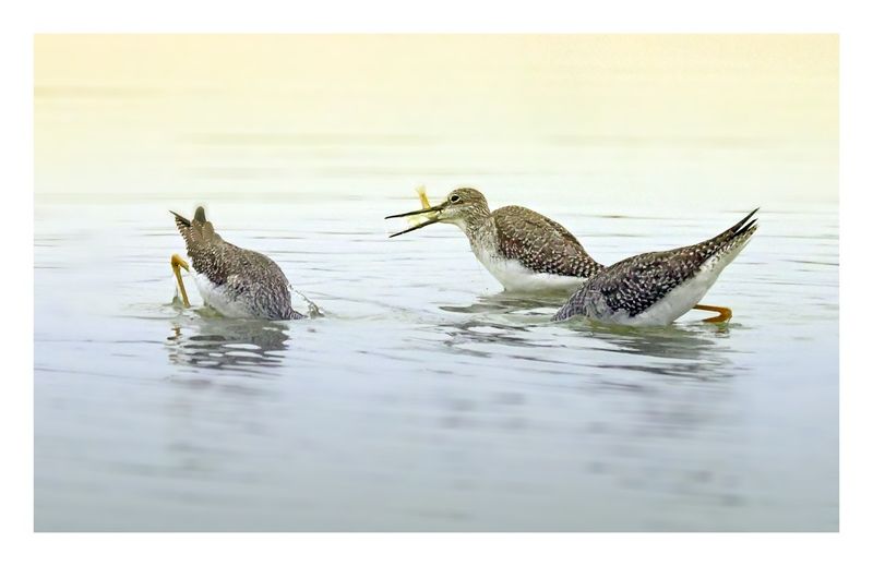 Greater Yellowlegs
