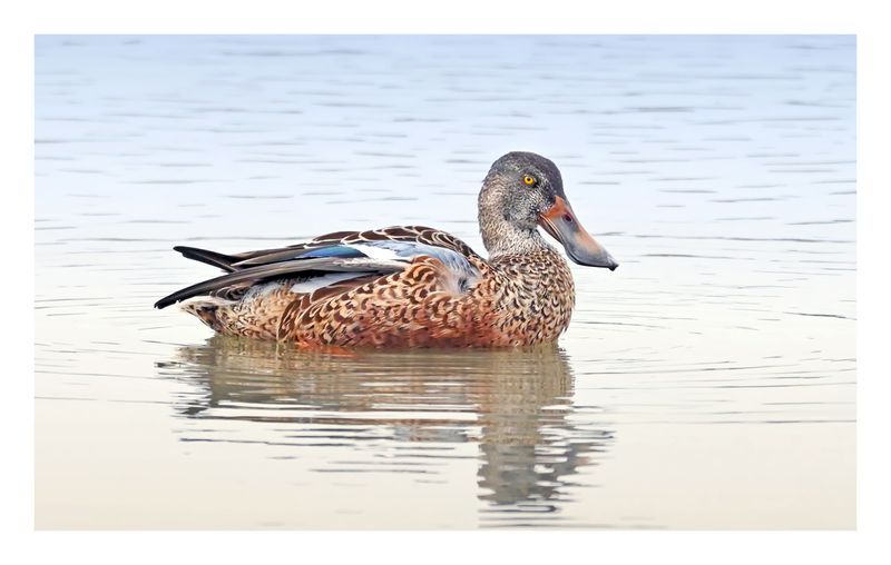 Northern Shoveler