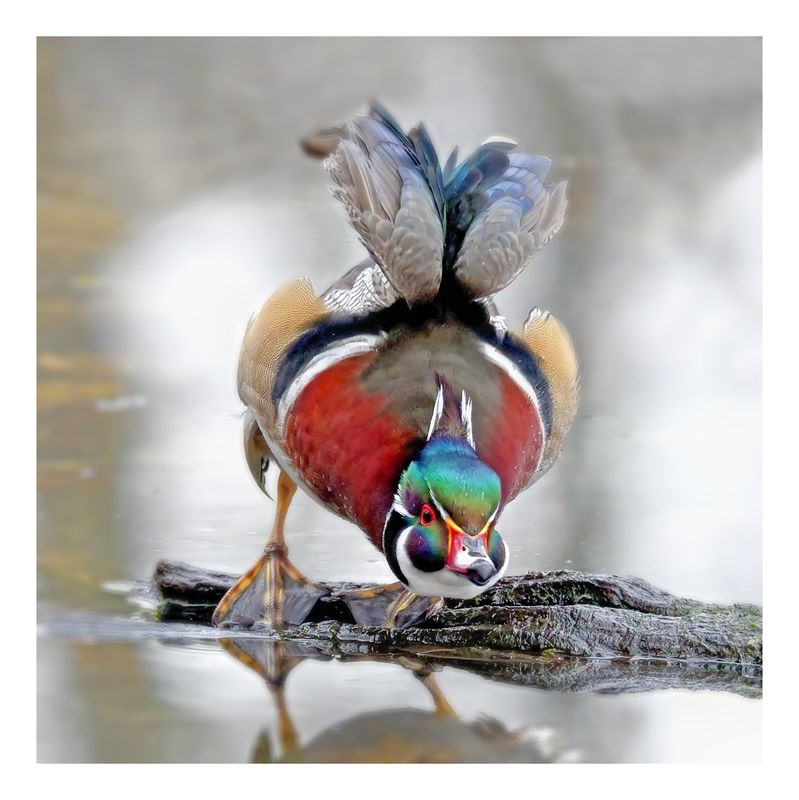 Wood Duck