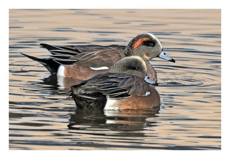 American Wigeons