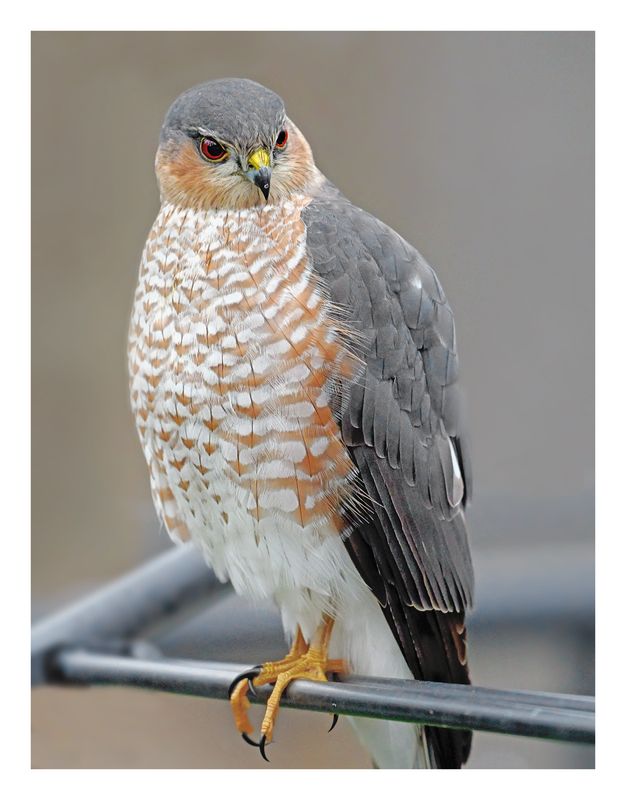 Sharp-shinned Hawk