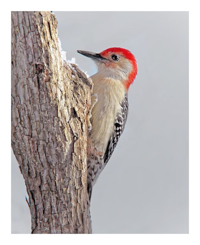 Red-bellied Woodpecker