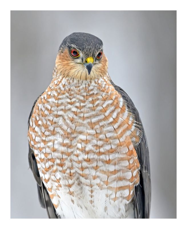 Sharp-shinned Hawk