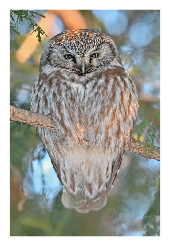 Boreal Owl
