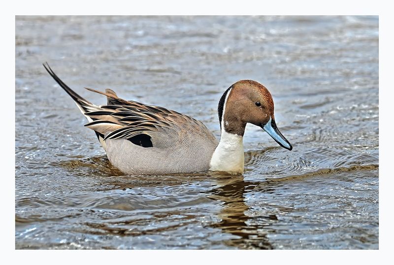 Northern Pintail