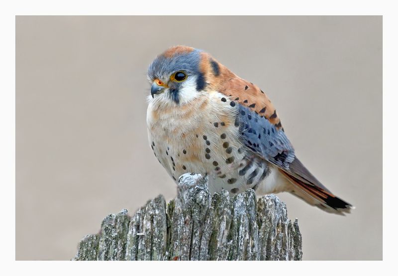 American Kestrel