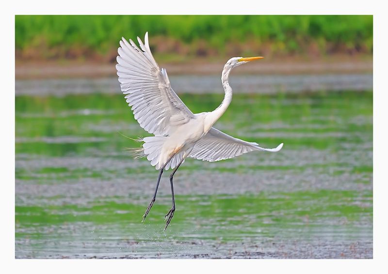 Great Egret