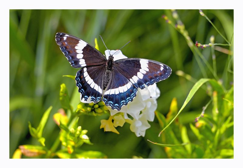 White Admiral