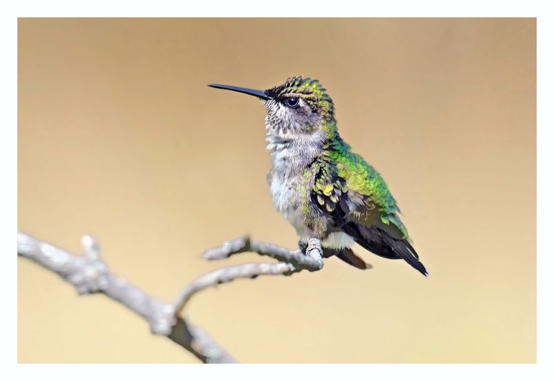 Ruby-throated Hummingbird