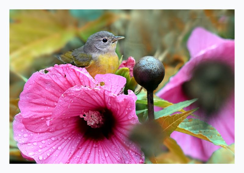 Nashville Warbler