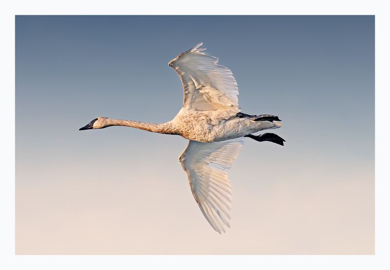 Trumpeter Swan