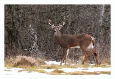 White tailed Deer