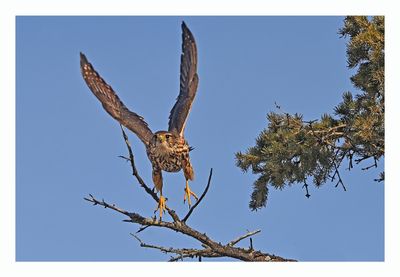 Merlin