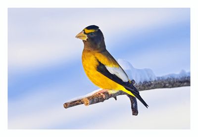 Evening Grosbeak