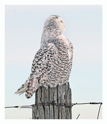 Snowy Owl