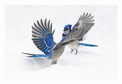 Blue Jay