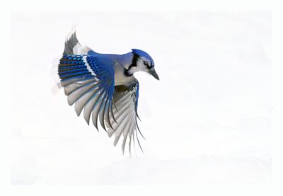 Blue Jay