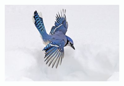 Blue Jay