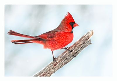 Northern Cardinal