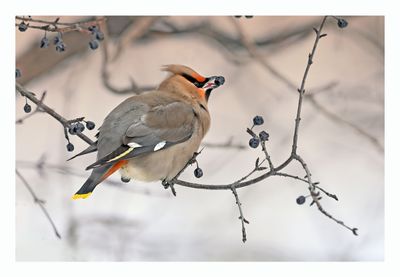 Bohemian Waxwing