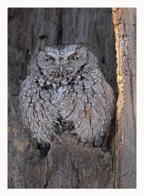 Eastern Screech Owl