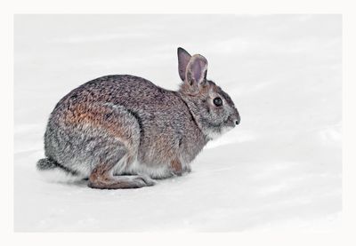 Cottontail