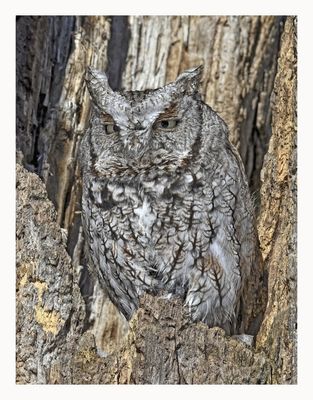 Eastern Screech Owl