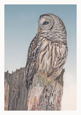 Barred Owl