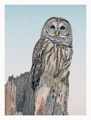 Barred Owl