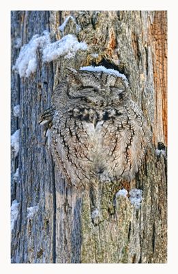 Eastern Screech Owl