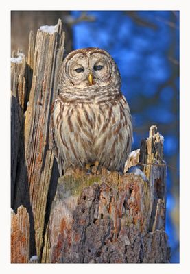 Barred Owl