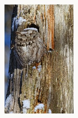 Eastern Screech Owl