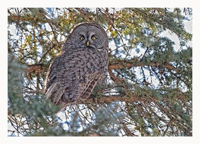 Great Grey Owl