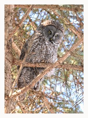 Great Grey Owl