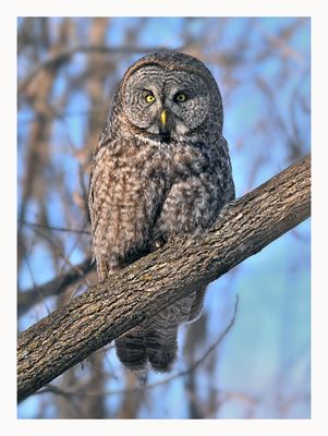 Great Grey Owl