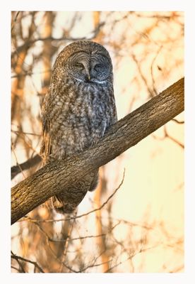 Great Grey Owl