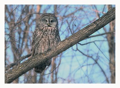 Great Grey Owl