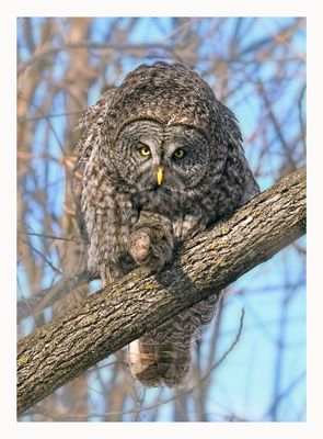 Great Grey Owl