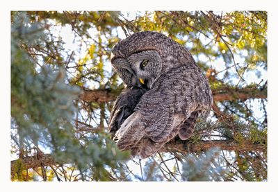 Great Grey Owl