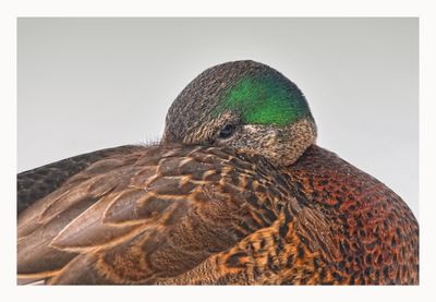 XMallard