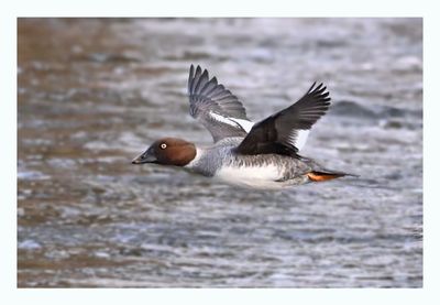 Common Goldeneye