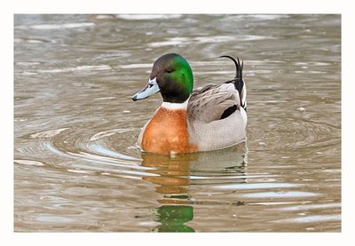 Pintail Mallard Hybrid