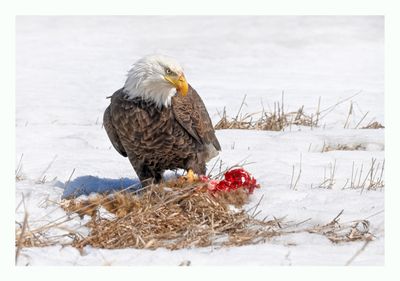 American Bald Eagle